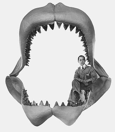 Machoire de mégalodon avec un homme assis dedans pour comparer la taille