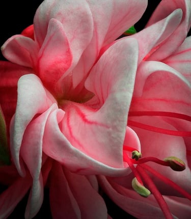 Still Life Photo,  close up of a pink Fuchsia 