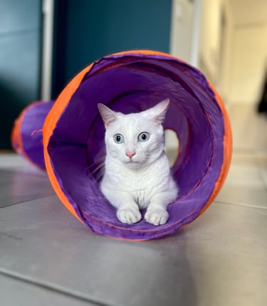 Un chat blanc aux yeux bleus posé dans un tunnel violet