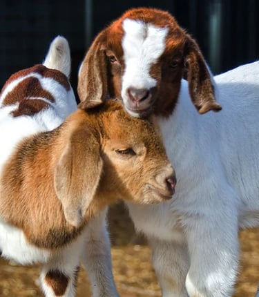 two baby goats are standing next to each other