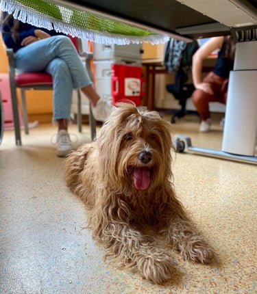 chien très sage, couché sous une table