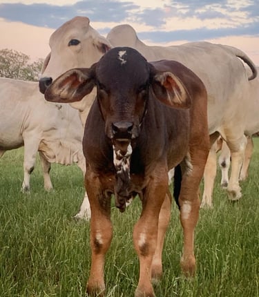KCC Brahman