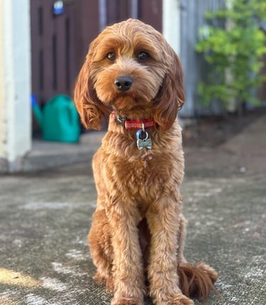a red cavoodle dog sitting on the ground with a red collared collared collared dog