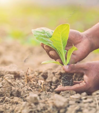 a person holding a plant in a field