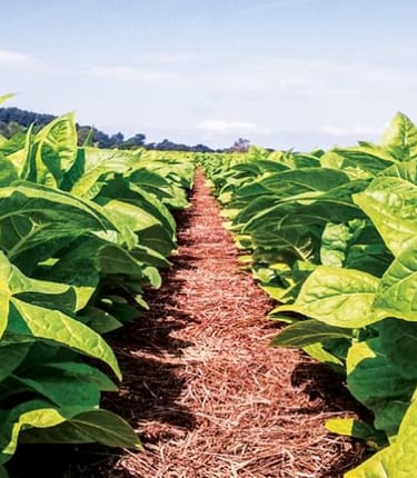 a row of tobacco leaves in a field
