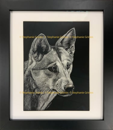 Detailed portrait of a dingo dog in scratchboard