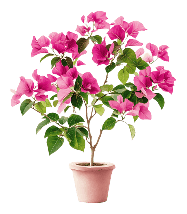 Bougainvillier en pot - licence Vecteezy gratuite