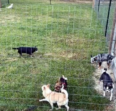 Six adult AKC Chihuahuas playing in grassy fenced enclosure at Louisiana breeder Guys Cajun Paws