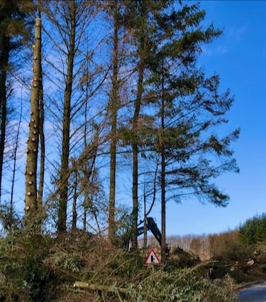 Roadside Tree works Ellon