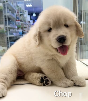 Cachorro feliz adoptable en España.