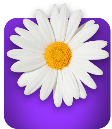 a white daisy flower on a purple background