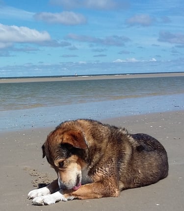a dog laying on the beach