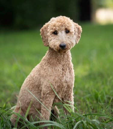 Pudel sitzt auf einer Wiese