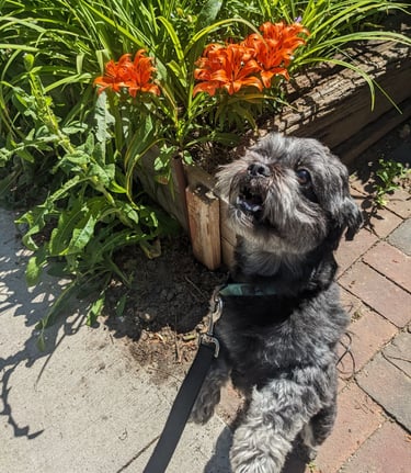 riverdale dog walk on leash