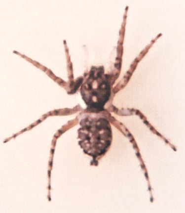 fotografia del cuerpo de una araña saltarina