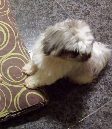 Guardería de día para perros