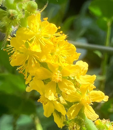 Terapia Holistica, Esencias Florales, Holistic therapy, Flower essence