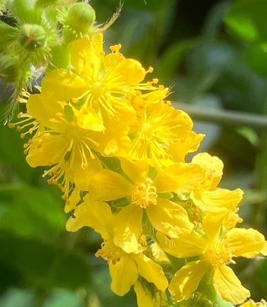 Terapia Holistica, Esencias Florales, Holistic therapy, Flower essence