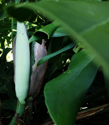 Unfurled Monstera deliciosa flower