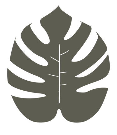 Monstera leaf