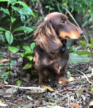 miniature dachshund breeder New Zealand
