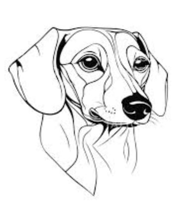 miniature dachshund New Zealand