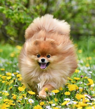 venta perro pomerania