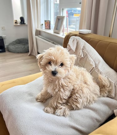 Maltipoo puppies for sale