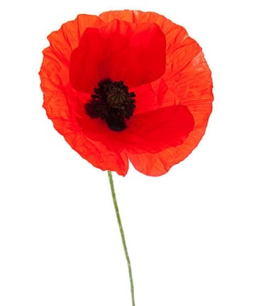 a single red poppy flower on a white background
