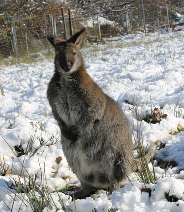 Conditions d’élevage pour wallaby en France