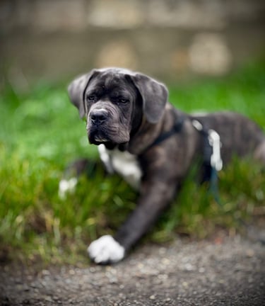 Zeus, Cane Corso de 3 mois couché dans l'herbe après une séance d'éducation.