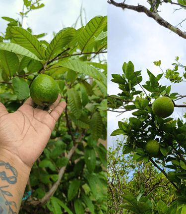 Fruit trees at the Mudhouse Museum