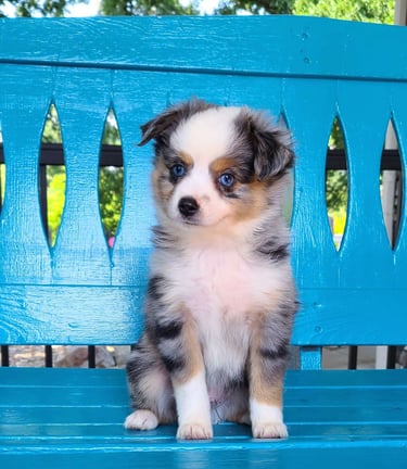 Australian Shepherd Puppies for Sale