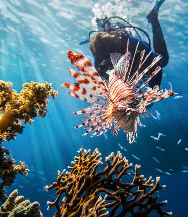 Un bénévole prenant une part active au contrôle du poisson-lion