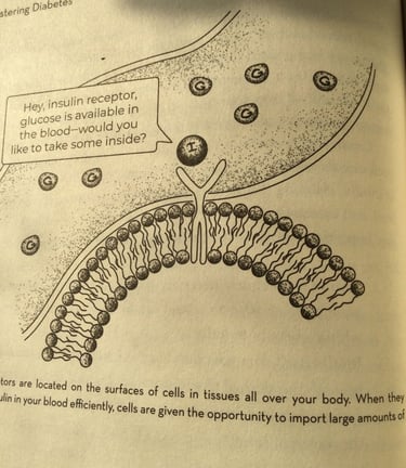 an insulin receptor is on the cell's surface..