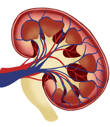 Kidney Diseases Ayurveda Treatment