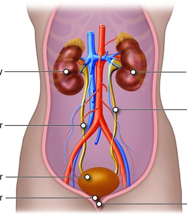 Urology Ayurveda Treatment