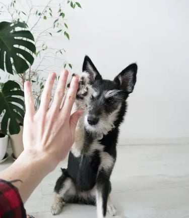 black and white short coated small dog