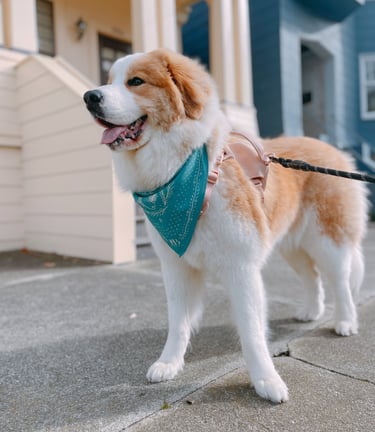 Dog wearing Whispered Tracks illustrated dog bandana by Peyton Blue