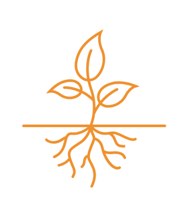 An orange coloured illustration of a small plant with three leaves and visible roots.