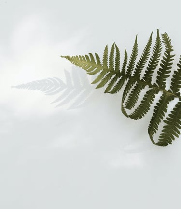 a fern leaf on a white surface
