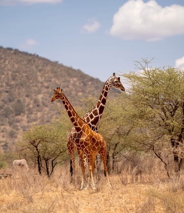Sasaab Camp, Kenya - giraffes
