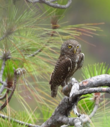 petite chouette foret Satalla