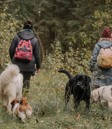 Hundewanderung mit mehren Hunden und Haltern