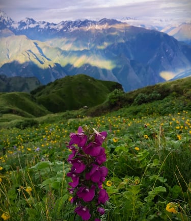Single tall purple flower in a vibrant alpine meadow with distant sunlit mountains