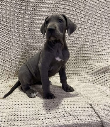 Great Dane Puppies for Sale