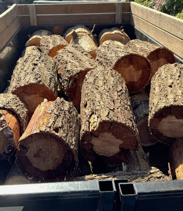 Tree trunk rounds in trailer after a tree removal in Kenmore Washington