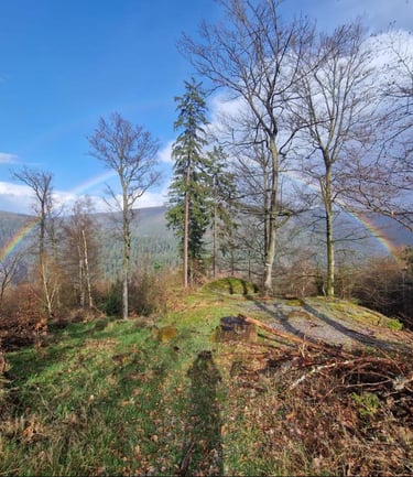 Forêt de Lutzelbourg avec arc-en-ciel