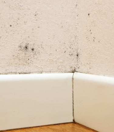 Wall with mold damage