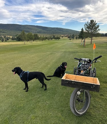 Two black Labrador dogs standing on a green golf course next to a motorized golf caddy cart.